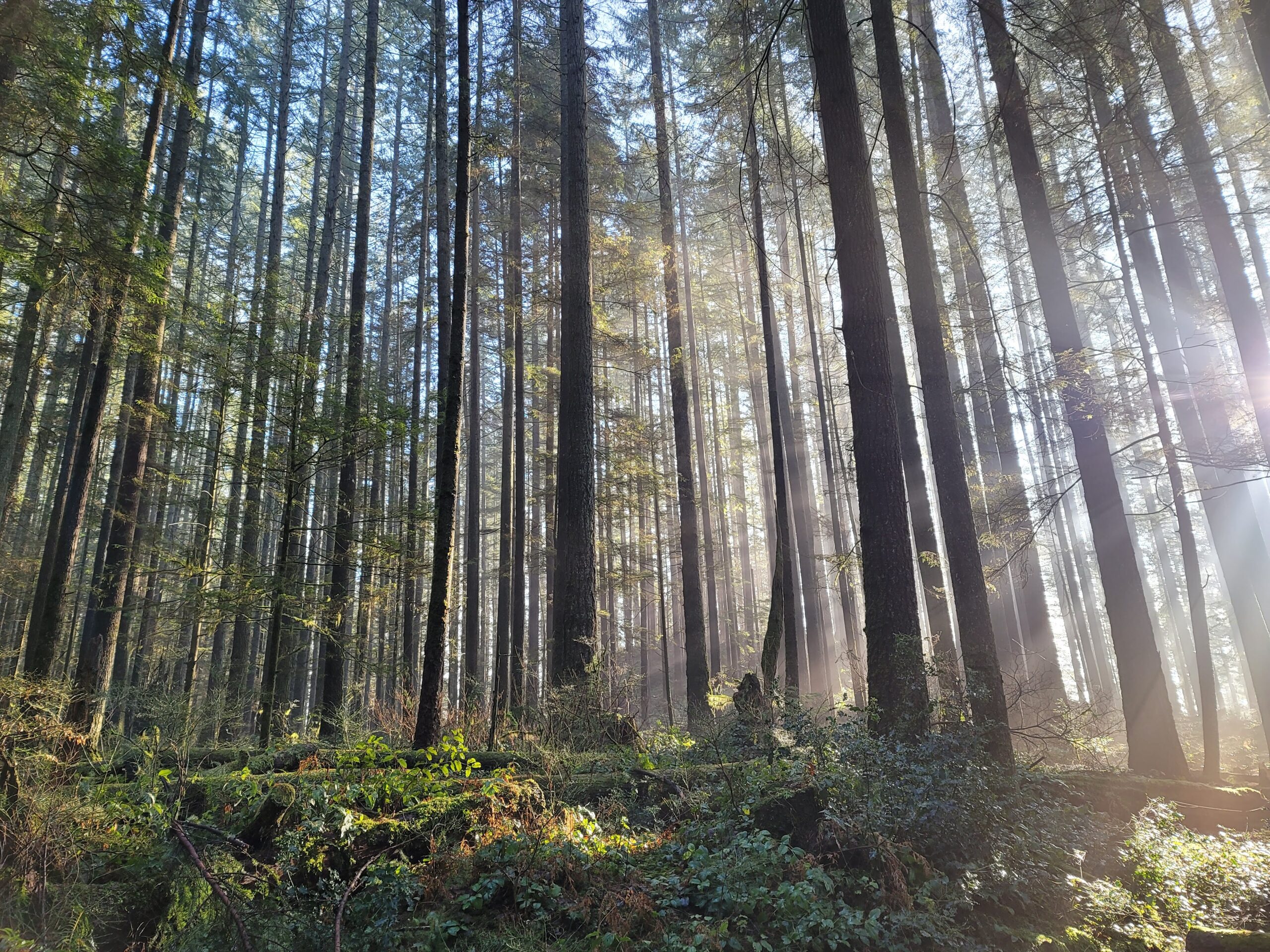 Forest and Sun